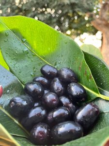 A pile of glossy dark purple-black jamun fruits resting on fresh green leaves, with water droplets on the fruit and leaves.