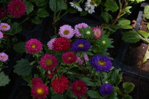 A vibrant mix of colorful China aster flowers in shades of purple, pink, magenta, and red with bright yellow centers.
