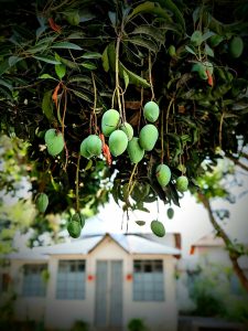 Mango tree with clusters of unripe green mangoes among lush leaves.