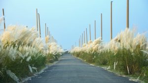 Narrow paved road lined with tall white-plumed kashful grass and bare wooden poles under a pale blue sky, at Diyabari, Uttara, Dhaka