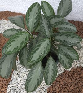 Ornamental Silver Aglaonema Leaves, Detailed view of Aglaonema foliage featuring silver-gray leaf centers and dark green variegated margins.