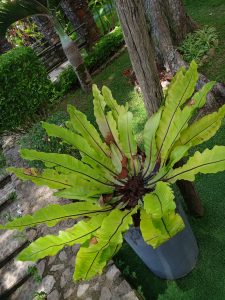 A light green bird’s nest fern with broad, light green wavy fronds and dark central ribs growing in an outdoor pot by a stone path.
