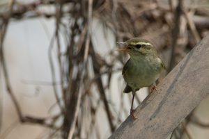 A small, olive-green bird with a pale yellow beak perches on a weathered bamboo post. In the blurred background, there’s dry vegetation resembling reeds or grasses.
