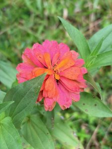 A vibrant pink and orange-red zinnia flower is shown in close-up blooming among green leaves. The flower features multiple layers of bright pink outer petals that transition into shorter, fiery orange petals near its center.