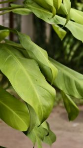 Broad smooth light green plant leaves drooping gracefully in an outdoor garden setting.
