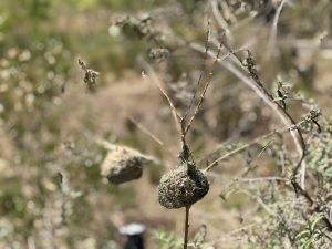 Woven bird nests dangle delicately among the dry branches in the bush.