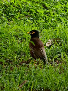 A common myna stands in green grass, its brown wings, dark head, yellow eye patch, and bright beak on display. The surrounding vegetation provides a natural setting. Location: Cubbon Park, Bengaluru, Karnataka.