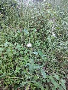 Tall green plants with delicate white, fluffy seed heads growing in dense foliage.
