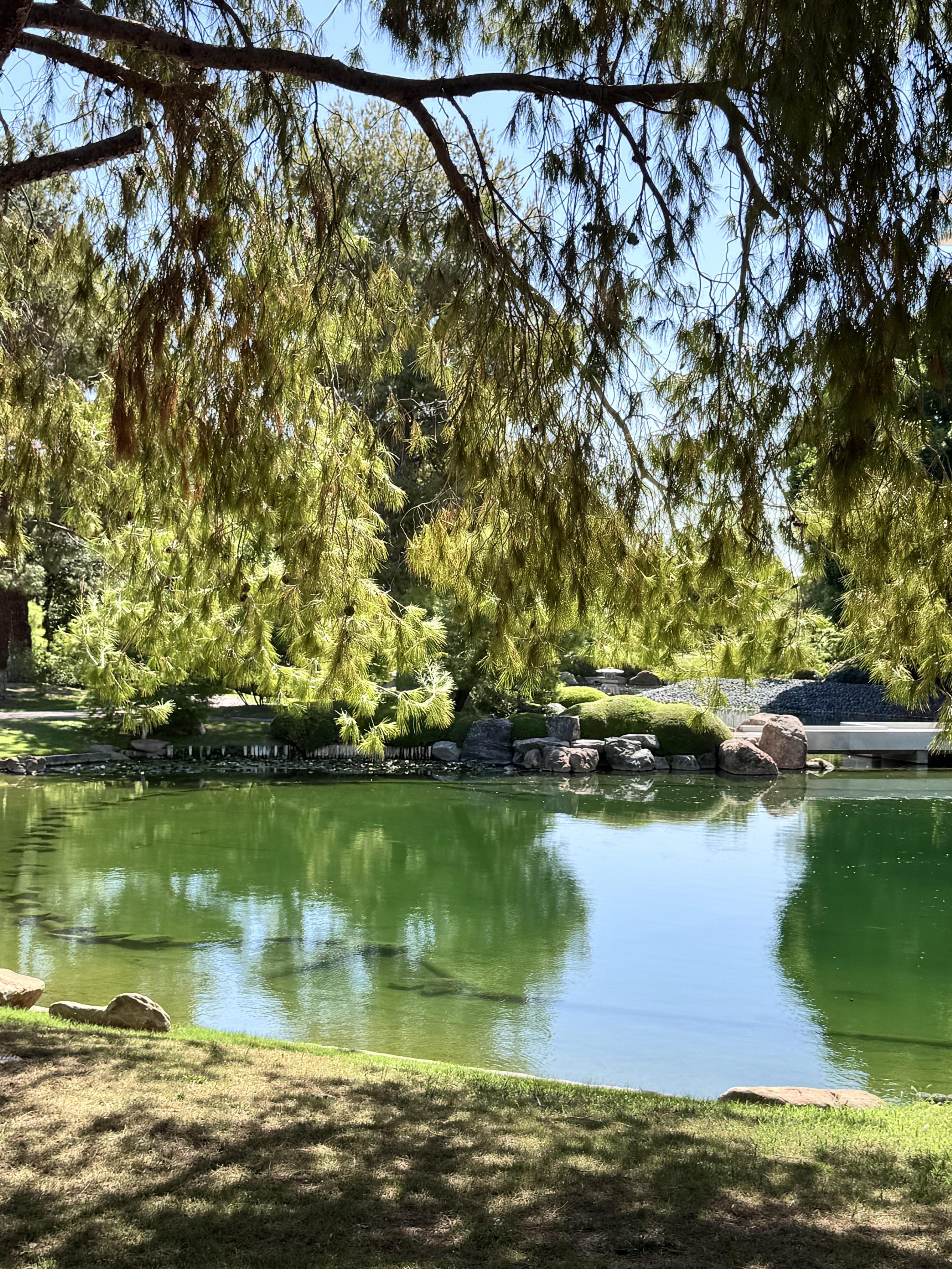 A calm green pond framed by drooping pine branches, with rocks, moss-covered mounds, and a small white bridge in a Japanese-style garden on a sunny day.