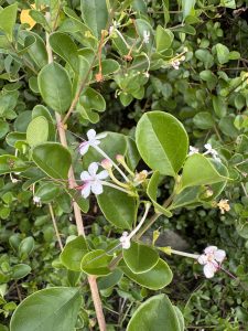 A plant featuring vibrant green leaves and delicate white flowers, showcasing its natural beauty.
