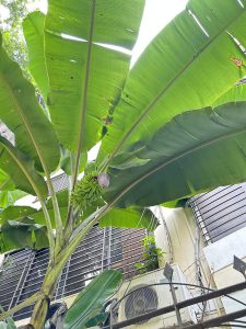 A banana tree with broad green leaves and a bunch of green bananas beside a building. 
