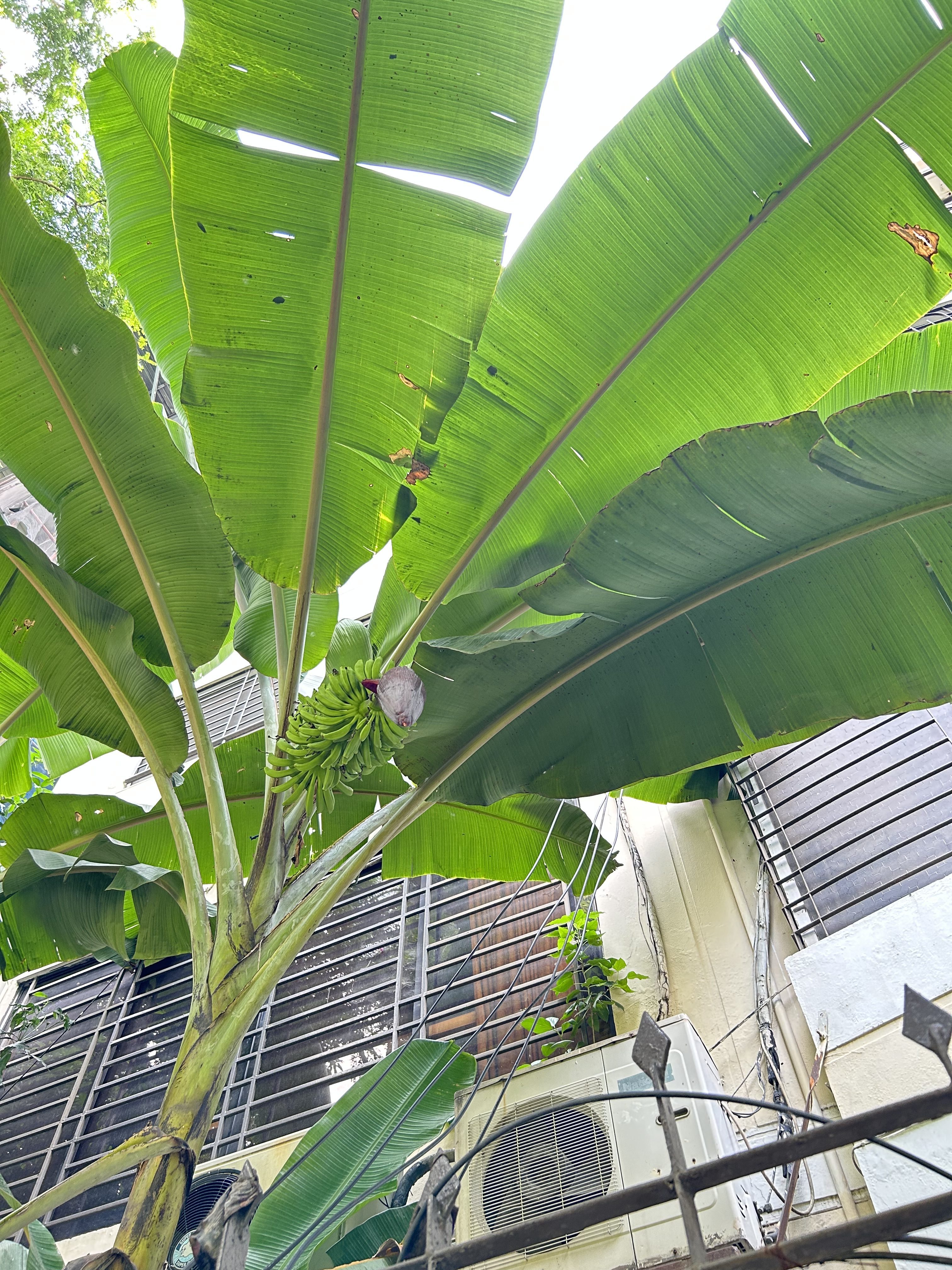 A banana tree with broad green leaves and a bunch of green bananas beside a building.
