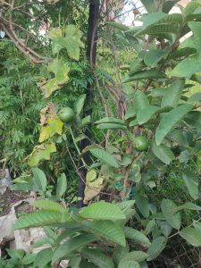 Guava fruits growing among green leaves.