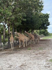 Giraffes walking in a line beside a large green tree on a dirt path in Ponderosa, Guanacaste.