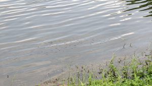 Small ripples across calm lake water near a grassy bank with a school of tiny fish swimming near the surface.