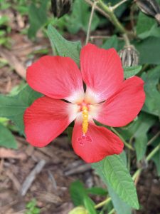 A vibrant red Musk Mallow (Abelmoschus moschatus) flower in full bloom.