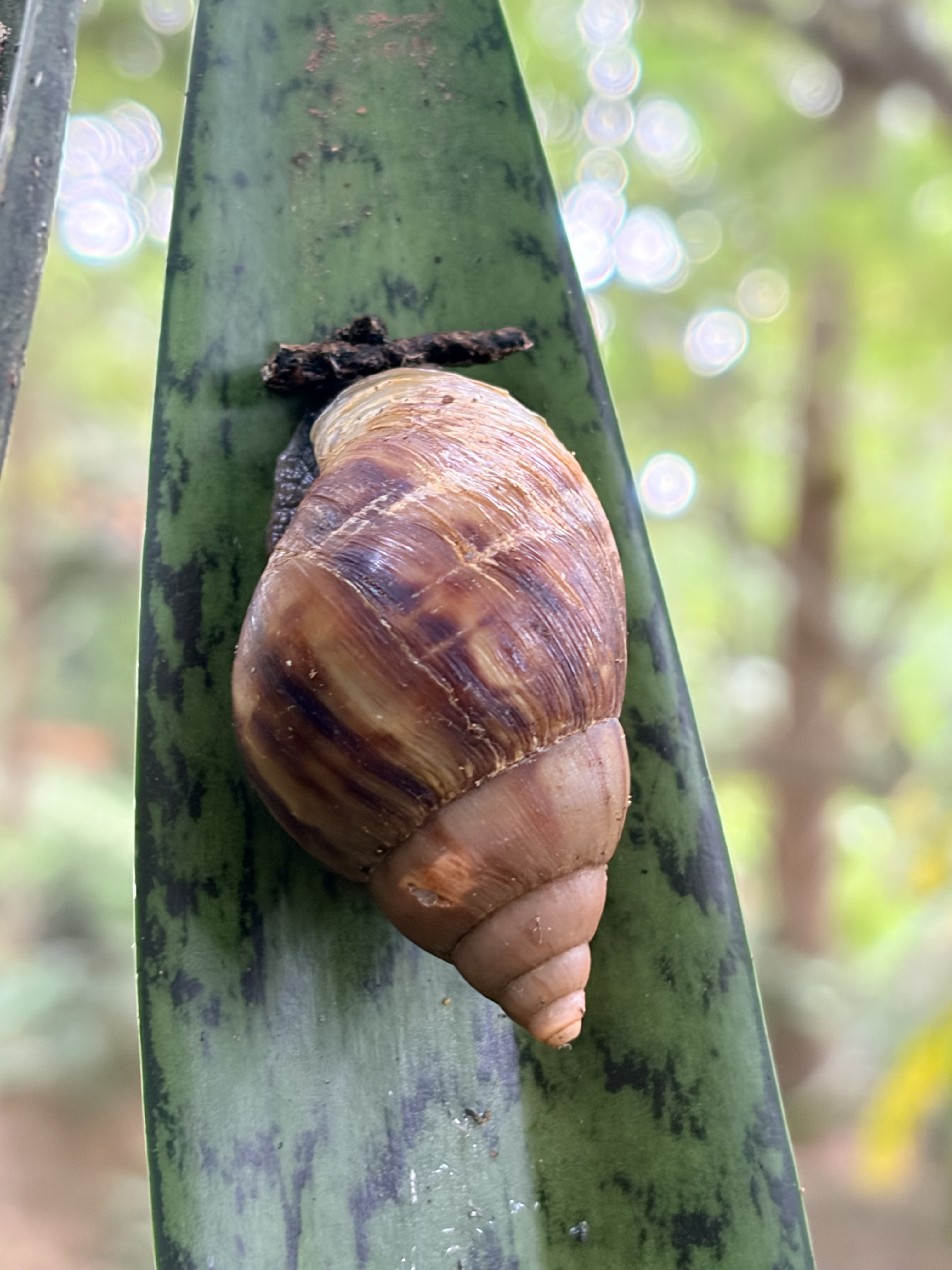 A large land snail with a conical brown and cream striped shell rests vertically on a snake plant leaf.