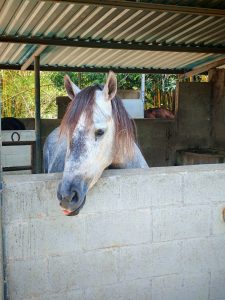 
A white horse sticking out its tongue in a barn, with bamboo in the background.