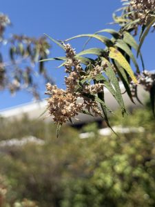 Cluster of dried brown flowers on slender green leaves against a clear blue sky.