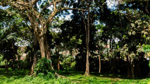 Wide-angle view of a sunlit tropical forest with tall, mature trees, thick twisting trunks covered in lush green undergrowth, and a dense canopy overhead