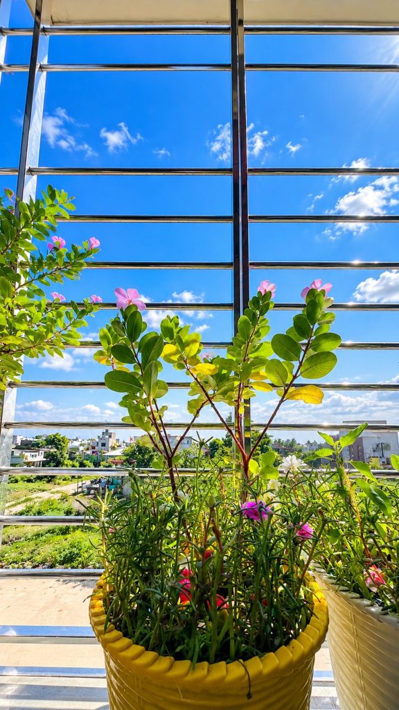 Green flowering plants in pots on a balcony overlooking a city under a bright blue sky with white clouds.