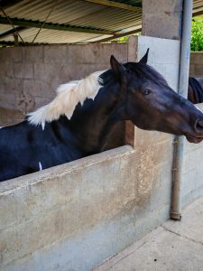 A horse on a cement barn showing his head over the barn window