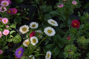 Clusters of white, light pink, dark red, and purple aster flowers with bright yellow center disks growing in garden nursery trays.