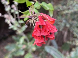 Delicate red bell-shaped flowers hanging among green leaves and vegetation.