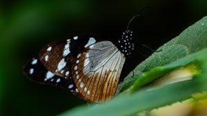 Close-up shot of a Novice butterfly (Amauris ochlea) resting on a vibrant green leaf, showcasing its dark brown wings patterned with distinct white spots and translucent patches.