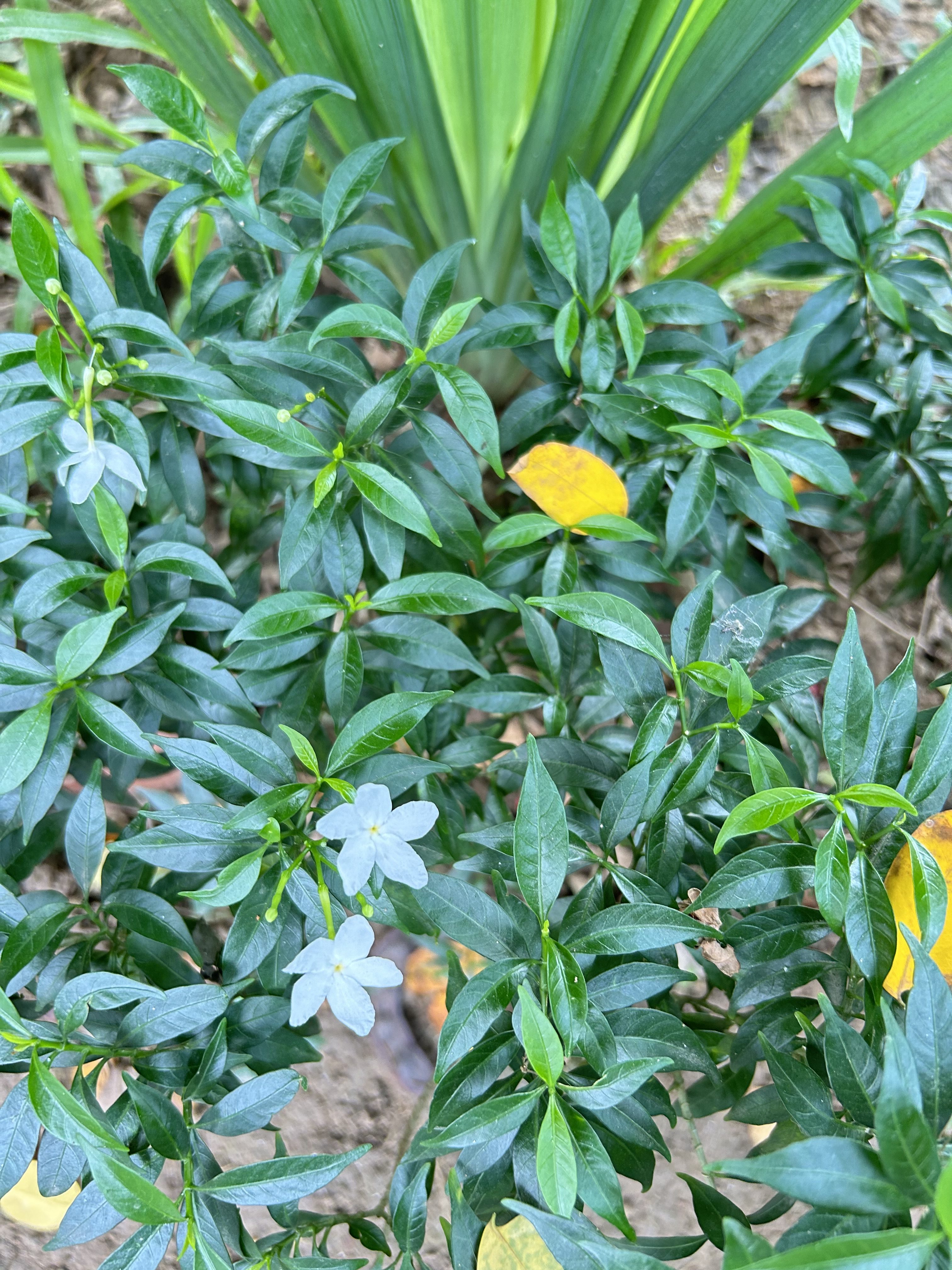 Lush green plant with pale blue star-shaped flowers and a yellow leaf.