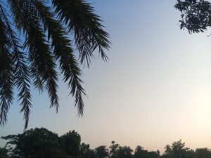 Silhouetted palm trees line the horizon against a soft blue and peach sunset.

