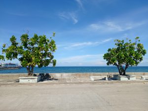 Two small, leafy green trees growing in square concrete planters along a paved waterfront promenade overlooking the sea under a clear blue sky.