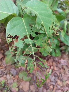 Green leaves with insect damage, showing jagged holes, lacy patterns, and reddish edges among surrounding foliage and fallen leaves.
