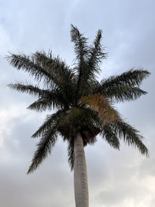 Photograph of the sky with a large palm tree in the center, featuring leaves in various shades.