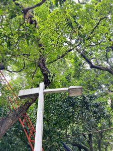 A tall tree with dense green foliage, a light pole, and a red structure among the branches.