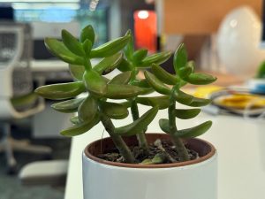 Close-up shot of a small potted succulent plant with fleshy green leaves in a white ceramic pot, set on an office desk with a softly blurred office interior in the background.