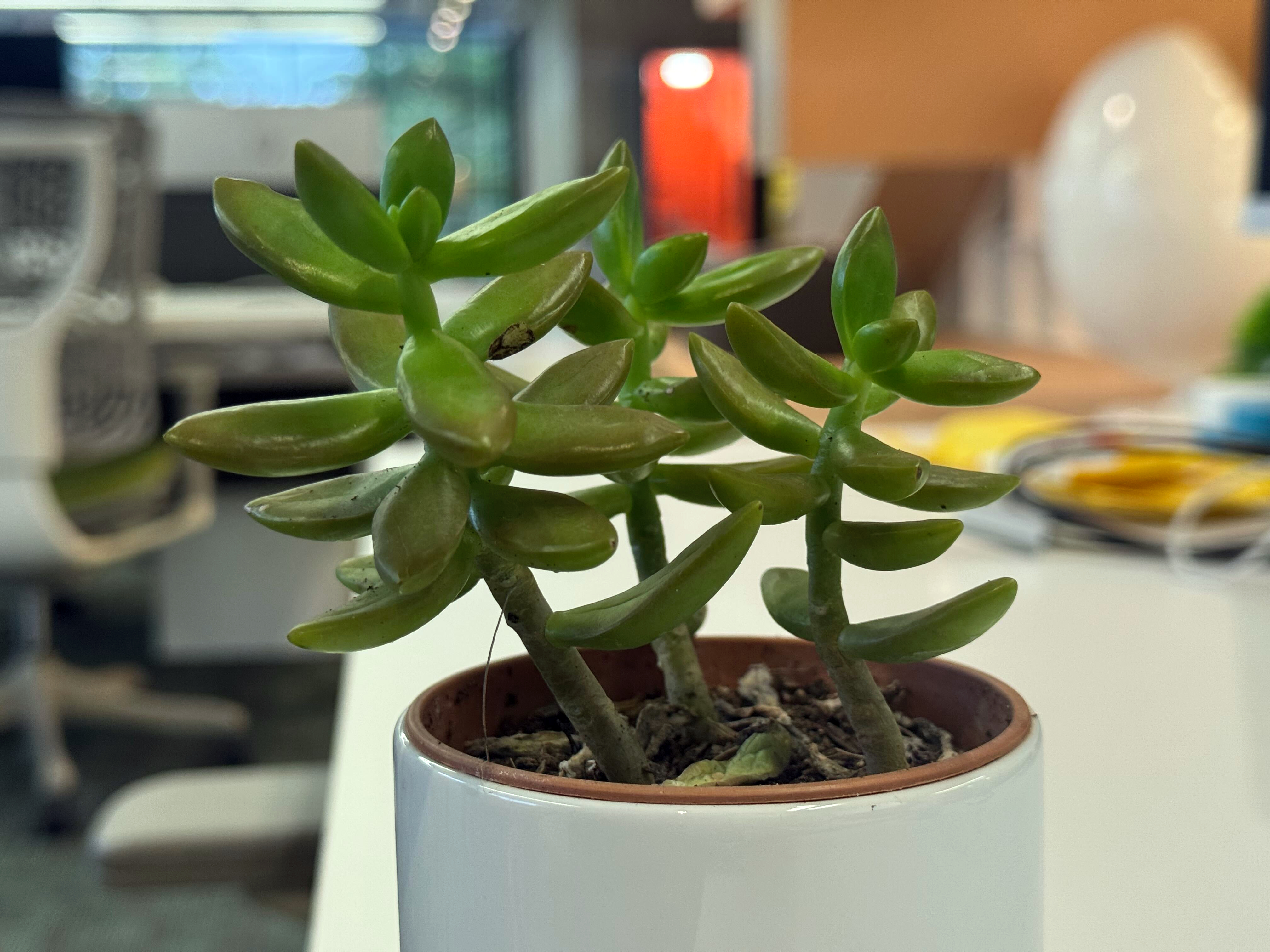 Close-up shot of a small potted succulent plant with fleshy green leaves in a white ceramic pot, set on an office desk with a softly blurred office interior in the background.