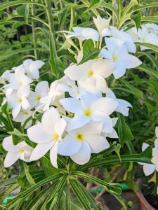 Detailed view of blooming white plumeria flowers with bright yellow centers amidst vibrant green foliage
