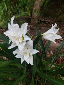 Three white lilies in full bloom with long green leaves growing in a garden.