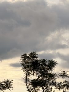 Photograph of a yellowish sky with warm tones, and a tree with small, delicate leaves beneath it.