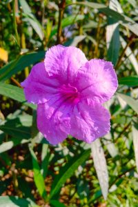 Pink-purple flower with five ruffled petals and a deep magenta center.
