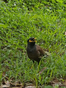 A common myna stands among lush green grass and fallen leaves, its yellow beak and eye patch contrasting with its dark head and brown body. The bird appears to be calling. Location: Cubbon Park, Bengaluru, Karnataka.