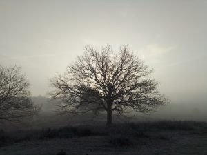 A leafless tree stands in a frosty landscape covered in soft gray fog, with faint sunlight and distant tree silhouettes creating a peaceful winter morning scene.