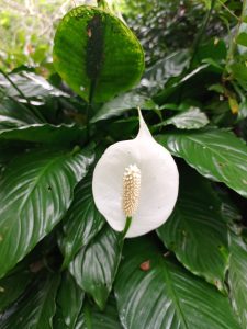 A white peace lily flower with a prominent textured central spadix surrounded by dark green leaves.
