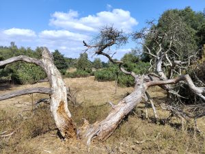 A twisted, weathered tree lies across a dry grassy landscape, with bare branches, sparse green leaves, bushes, and a blue sky with white clouds.