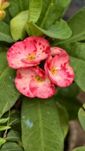 Pink and white spotted crown of thorns flowers blooming among thick green leaves, captured in a close-up shot.