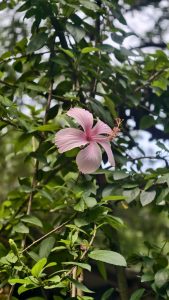 A light pink hibiscus flower blooming fully on a leafy garden branch with soft sunlight filtering through the trees.
