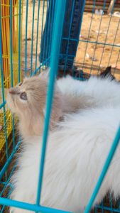 A close-up shot of a white and light brown cat looking upwards with wide, curious eyes near the blue wire bars of a cage.