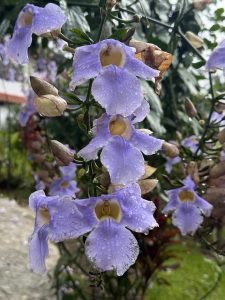 Delicate blue-lilac trumpet-shaped flowers with yellow centers, covered in raindrops and surrounded by buds and green foliage.