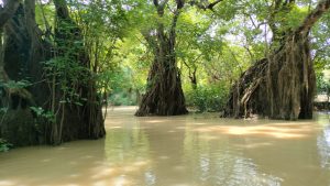 Submerged trees with dense aerial roots in a murky freshwater swamp forest.
